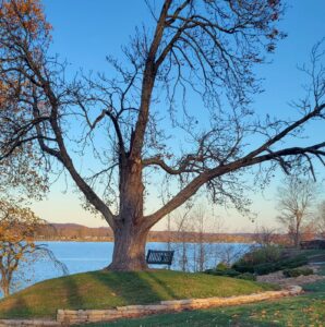 European Tree and Swing